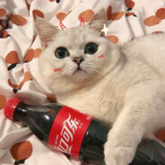 中華人民共和国万歳です