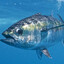 Blue Fin Tuna