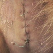 Capsule - steam id 76561197963167837