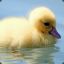 Duckling