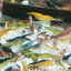 A Flock of Shrimp Culls