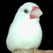 Kom
