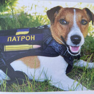 Пес Патрон