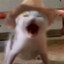 Dommooo