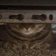 roger blyatt cat scan