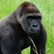gorylek1 - steam id 76561198053782885
