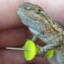 GeckoPecko
