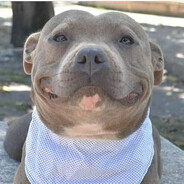 Pitbull named Earth Destroyer