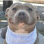 Pitbull named Earth Destroyer