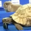 HareTortoise