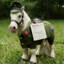 War Pony