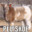 pluiskoe