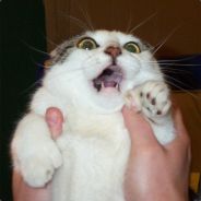 ŕﻉd Viקèŕ گ avatar