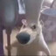 老实的农村人