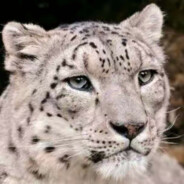 世界最高城理塘端ak的芝