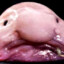 blobvis