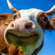 CoW