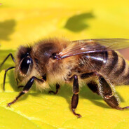 Bee avatar
