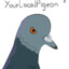 YourLocalPigeon