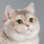 The Magnificent Chonk