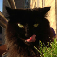 不抽火我哪来的烟