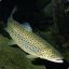 Brown_Trout