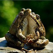 <3 frog avatar