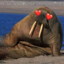 Amorous Walrus