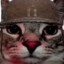 Kittiewar