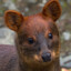 Pudú