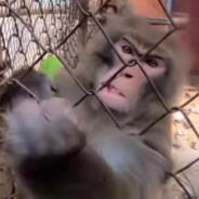 狗熊岭吉吉国王