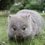 Wombat