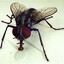 Fly