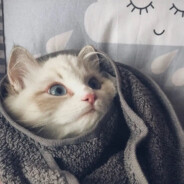 我玩罗斯从不背鹿