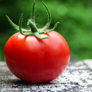 Tomato_King