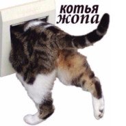 кошачья мята