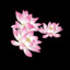 SakuraBlossom409