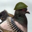 War Pigeon