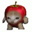 apple cat