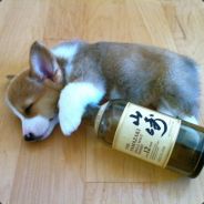 Osalo the Corgi