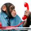 Monkey Business