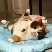 小桐一锤打死你