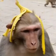 Monkey