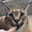 FLOPPING (CARACAL STYLE)