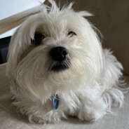 oliver avatar