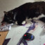 My cat is blocking my mouse