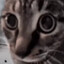 whois