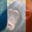 French_Monkey