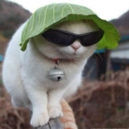 katt