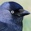 Corvus Monedula